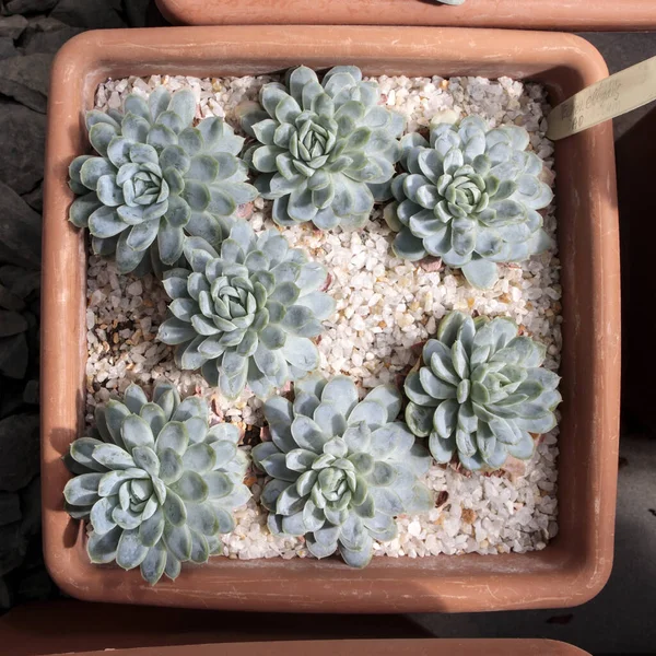 Fundo Cacto Várias Espécies Suculentas Echeveria Como Elegans Vaso Loja — Fotografia de Stock