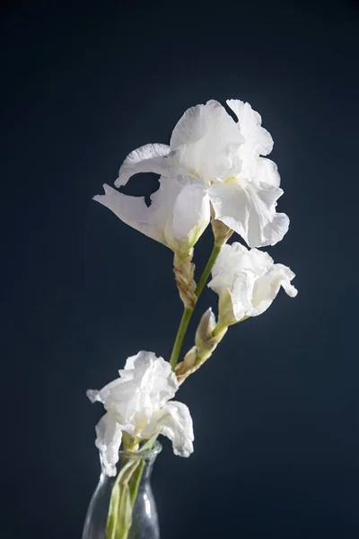 Flor Íris Branca Sobre Fundo Azul Escuro Coloque Para Seu — Fotografia de Stock