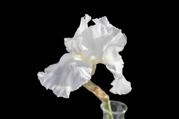 Bílá Duhovka Květina Černém Pozadí Místo Pro Textovku Rozvržení — Stock fotografie