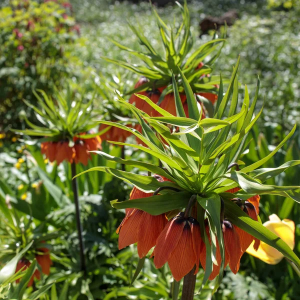 Fritillaria Imperialis Корона Императорской Кайзерской Короны Является Разновидностью Цветущего Растения — стоковое фото