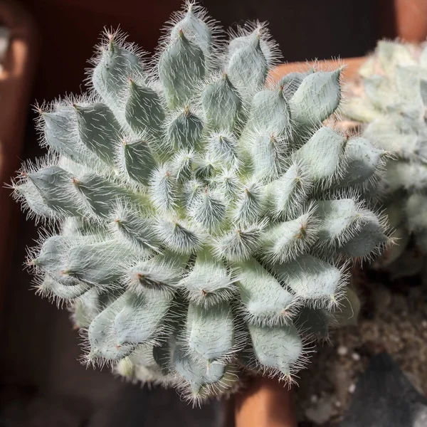 Sulu Bitki Echeveria Setosa Rose Purpus Meksika Havai Fişeği Tencerede — Stok fotoğraf