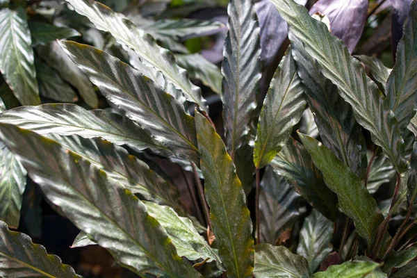 Dua Bitkisinin Calathea Rufibarba Dalgalı Yaprakları Gibi Uzun Yeşil Kılıca — Stok fotoğraf