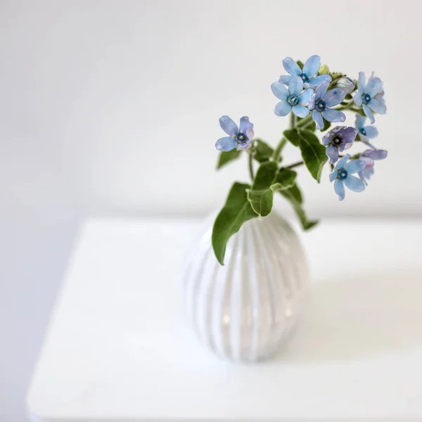 Blume Hackelia Velutina Einer Weißen Geriffelten Vase Stil Der Siebziger — Stockfoto