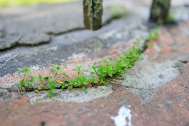 Genç bitkiler asfalttaki bir çatlaktan geçer.