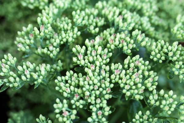 Stonecrop Zelená Výhonky Jako Květinové Pozadí — Stock fotografie