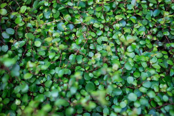 Callisia Repens Uma Espécie Planta Com Flor Pertencente Família Commelinaceae — Fotografia de Stock