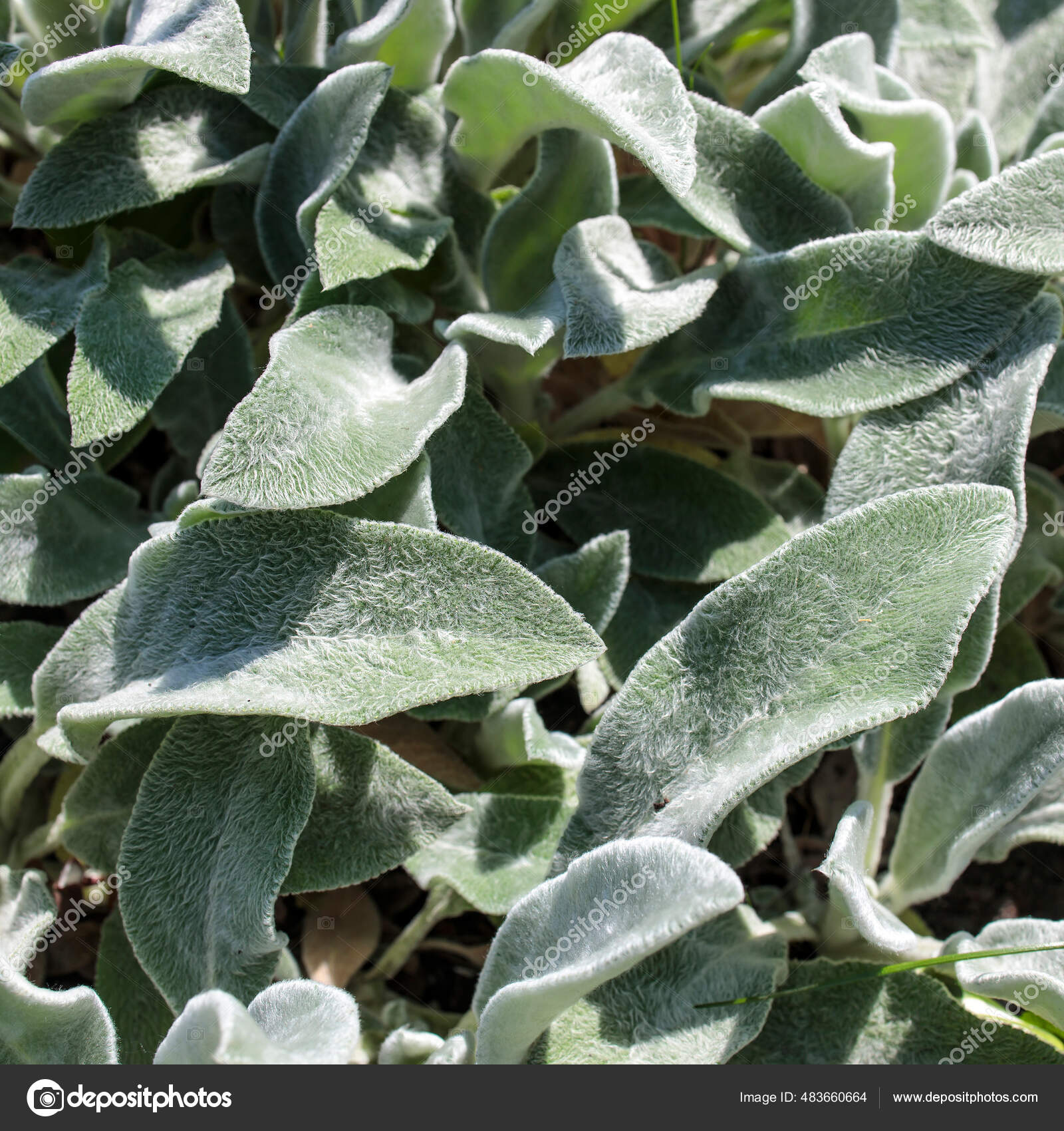 Silver Carpet Lambs Ears Leaves Latin Name Stachys Byzantina Silver