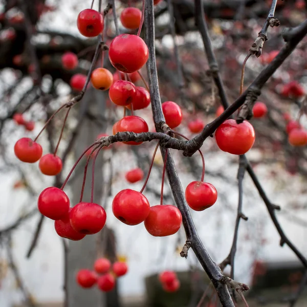 Large Red Ranetki Fruits Autumn Tree — Stock Photo, Image