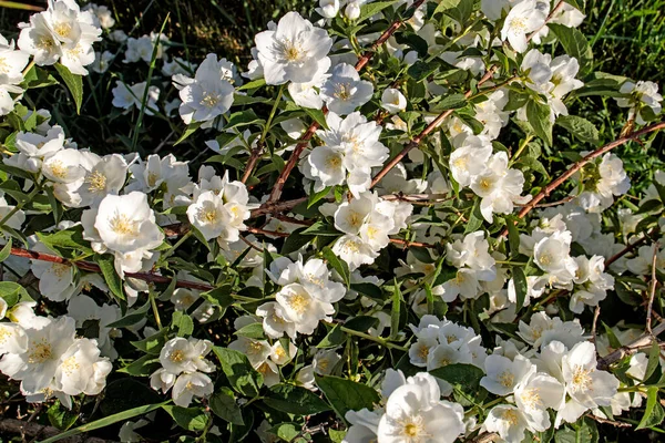 Цветущий Белый Чубушник Большие Белые Цветы Дереве Philadelphus — стоковое фото
