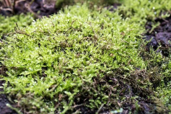 Micranthemum Monte Carlo Eleocharis Parvula Autres Plantes Pour Aquarium Intérieur — Photo