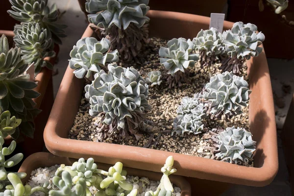 Echeveria Sea Dragon Pot Botanical Garden — Stock Photo, Image