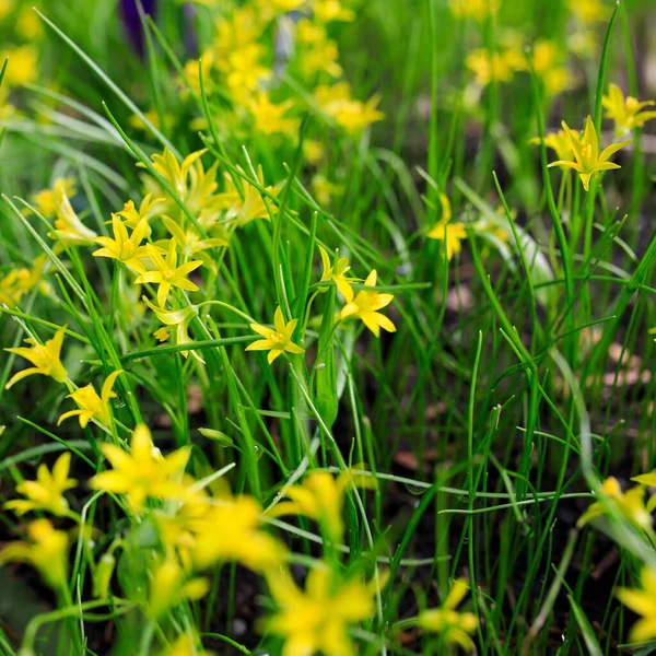 Pequeñas Flores Gagea Lutea Cebollas Ganso Cerca Estrella Amarilla Belén —  Fotos de Stock