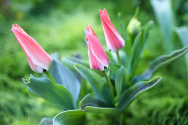 Три Полуоткрытых Розовых Тюльпана Саду Солнечным Весенним Утром — стоковое фото