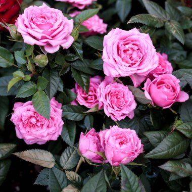 Bahçedeki bir çiçek tarhında parkın dekorasyonu için çeşitli gül çeşitleri. Bahar geldi.