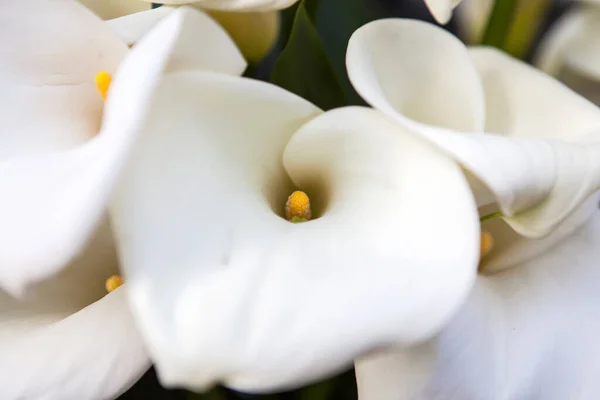 Witte Calla Lelies Achtergrond Bruidsboeket — Stockfoto