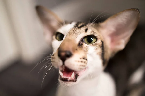 Oriental Shorthair Cat Months Old Portrait Cat Cat Looks Camera — Stock Photo, Image