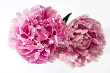 Bir buket şakayık çiçeği beyazda izole edilmiş. Metin için yer