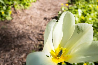 Sarı laleler bahar bahçesindeki güneş bağında. Düşen yapraklarla