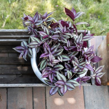 Tenceredeki Tradescantia zebrina güneşli bir günde evin girişini süslüyor. Peyzaj tasarımı