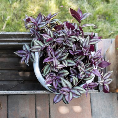Tradescantia zebrina in a pot decorate the entrance to the house on a sunny day. Landscape design clipart