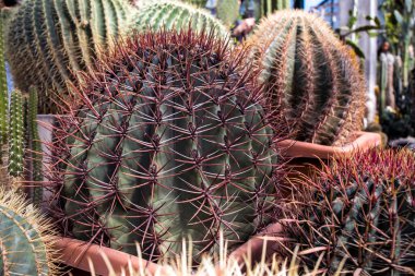 Echinocactus grusonii, genellikle altın fıçı kaktüsü, altın top ya da kayınvalide minderi olarak bilinir, kapalı bir kaktüs türüdür. Kare çerçeve