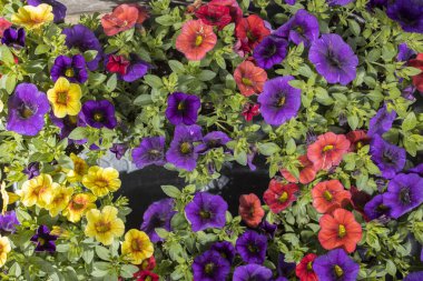 Calibrhoa, Solanaceae familyasından bir bitki cinsidir..