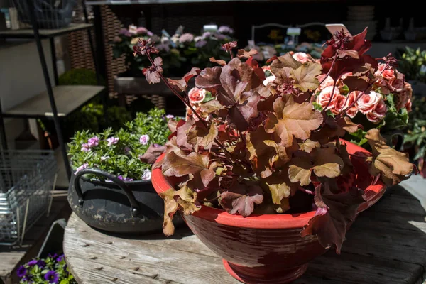 Heucera Indian夏の芝生では 巻き葉はみかんです ガーデンデザイン — ストック写真