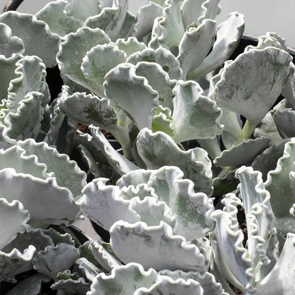 Cotyledon Undulata Also Known Silver Crown Silver Ruffles Succulent House — Stock Photo, Image