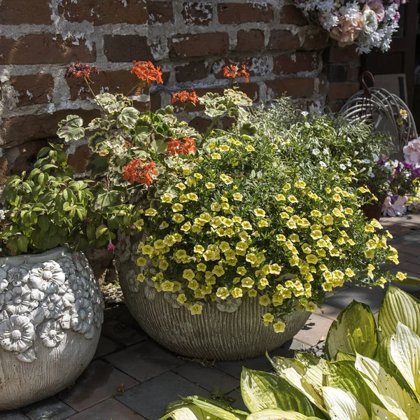 Petunia Amarilla Geranio Rojo Hosta Maceta Decoran Entrada Casa Día — Foto de Stock