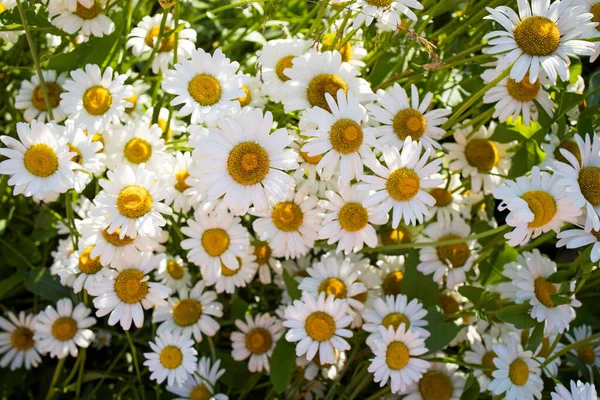 Margeritenfeld Ist Einem Sonnigen Tag — Stockfoto