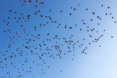 Gökyüzünde bir sığırcık sürüsü