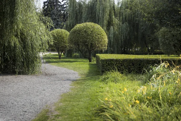 Pohon Willow Dipangkas Globular Dan Tangisan Pohon Willow Tumbuh Sepanjang — Stok Foto