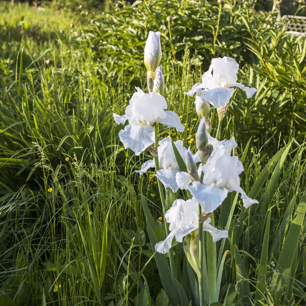 Bahar Bahçesinde Gün Batımında Büyüyen Beyaz Iris Çiçekleri — Stok fotoğraf