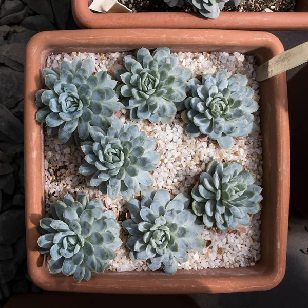 Primer Plano Planta Suculenta Echeveria Creciendo Hermosas Suculentas Echeveria Cactus — Foto de Stock