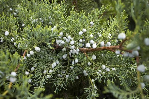 Conifer Thuja Orientalis Close Immature Seed Cones Thuja Branch Leaves — Stock Photo, Image