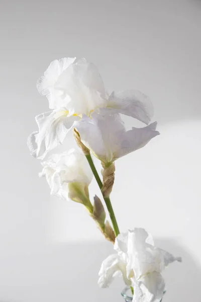 Iris Blanc Est Sur Fond Gris — Photo