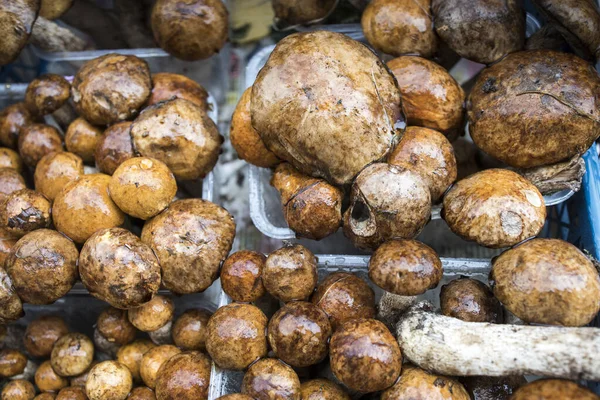 Boletus Porcini Sieniä Myydään Kadulla Markkinoilla — kuvapankkivalokuva