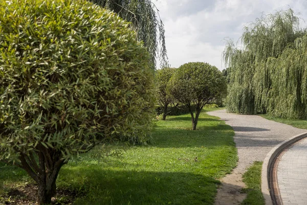 Globular trimmed willow trees and weeping willows grow along the path in the park