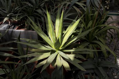 Güneşin aydınlattığı botanik bahçesinde