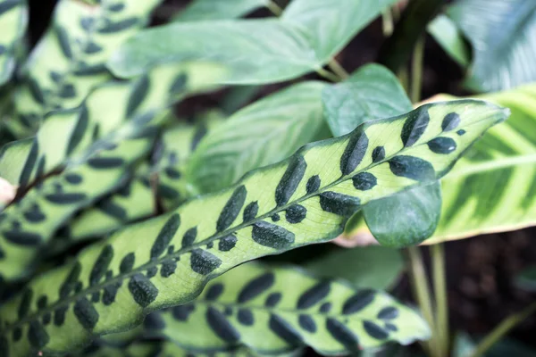 Goeppertia Insignis Csörgőkígyó Növény Marantaceae Családba Tartozó Virágos Növény Brazíliában — Stock Fotó