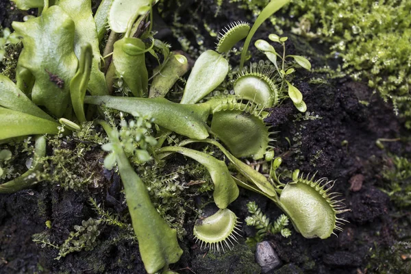 ディオネア ムスキプラ典型的な形態 ヴィーナスフライトラップ 捕食植物 肉食珍しい植物 — ストック写真