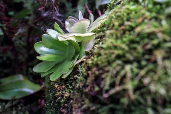 Pinguicula Gigantea Moctezumae Tropical Species Carnivorous Plant Family Lentibulariaceae Flypaper — Stock Photo, Image