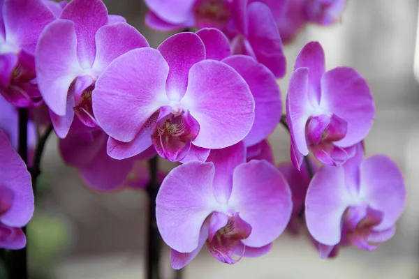 Фиолетовый Цветок Орхидеи Фаленопсис Фаленопсис Фала Белом Фоне Фиолетовый Фаленопсис — стоковое фото