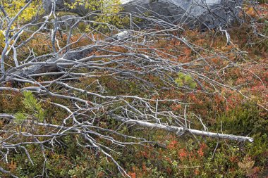 Rusya 'nın Karelia, Vottovaara Dağı' nda, yosun ile kaplanmış bir kayanın etrafındaki yaban mersini ve yaban mersini çalılıklarına hoş geldiniz..