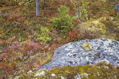 Rusya 'nın Karelia, Vottovaara Dağı' nda, doğa koruma alanında yosun ile kaplanmış bir kayanın etrafındaki yaban mersini ve yaban mersini dolu sonbahar çalılıklarına hoş geldiniz..