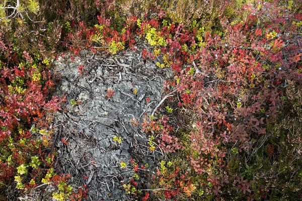 山の自然保護区で苔で覆われた石の周りにブルーベリーやリンゴンベリーの秋の厚さを赤くする Vottovaara Karelia Russia — ストック写真
