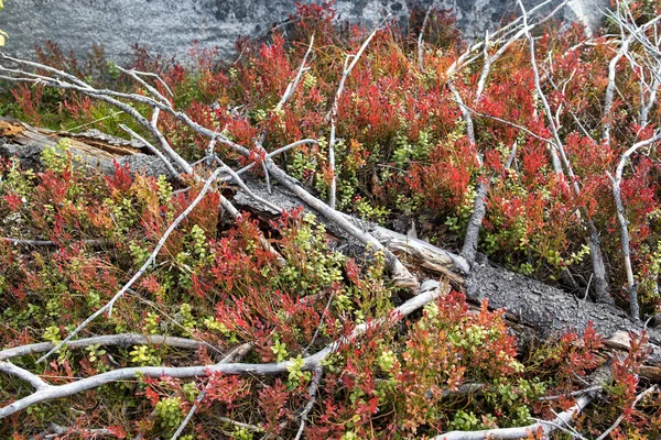 山の自然保護区で苔で覆われた石の周りにブルーベリーやリンゴンベリーの秋の厚さを赤くする Vottovaara Karelia Russia — ストック写真