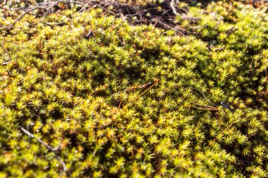 Çeşitli yosun türleri ve yeşil yosunlar arasında küçük yosun noktaları