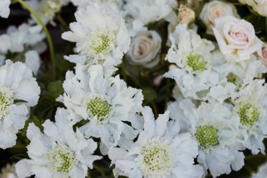 Botanik bahçesinde Scabiosa ochroleuca çalılıkları