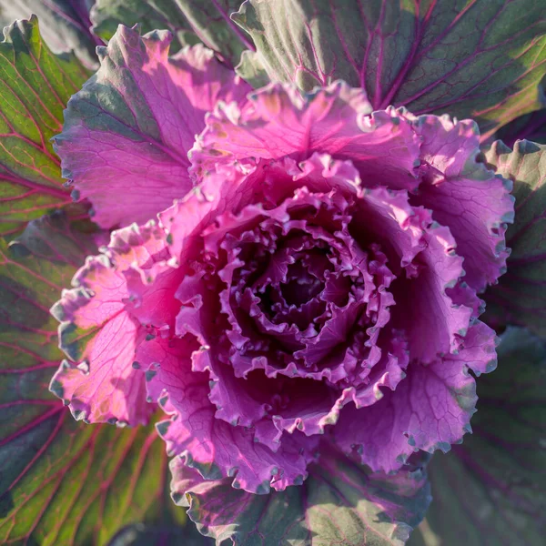 Couve Violeta Fresca Brassica Oleracea Folhas Plantas — Fotografia de Stock